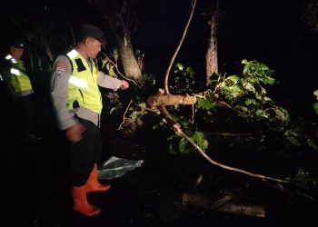 Sigap Polisi Ngawi Tangani Pohon Tumbang, Lalulintas Kembali Normal