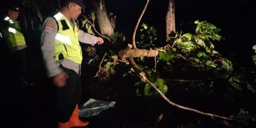 Sigap Polisi Ngawi Tangani Pohon Tumbang, Lalulintas Kembali Normal
