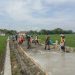 Babinsa Koramil 0812/24 Sukorame, kerja bakti Pengecoran Jalan bersama warga.