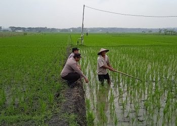 Tingkatkan Ketahanan Pangan, Polisi Sambangi Sawah Beri Penyuluhan