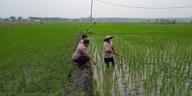 Tingkatkan Ketahanan Pangan, Polisi Sambangi Sawah Beri Penyuluhan
