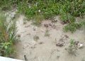 Masyarakat Desa plaosan merasa di rugikan terkait limbah (PDAM)perusahaan air minum babat.