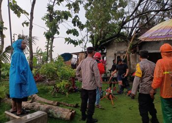 Sigap, Polisi Ngawi Bantu Evakuasi Pohon Tumbang di Kedunggalar