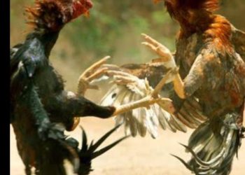 Polisi Grebek Judi Sabung Ayam di Des.Punagaya , Para Pelaku Melarikan diri.