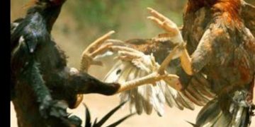 Polisi Grebek Judi Sabung Ayam di Des.Punagaya , Para Pelaku Melarikan diri.