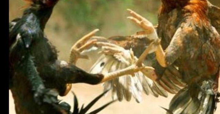 Polisi Grebek Judi Sabung Ayam di Des.Punagaya , Para Pelaku Melarikan diri.