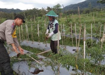 Tingkatkan Ketahanan Pangan di Ngawi, Polsek Kendal Sambangi Petani