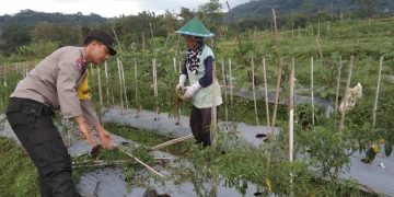 Tingkatkan Ketahanan Pangan di Ngawi, Polsek Kendal Sambangi Petani