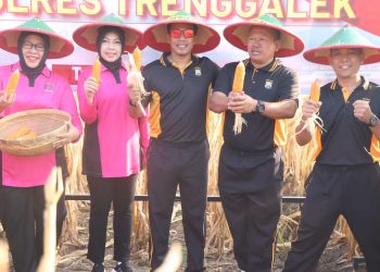 *Manfaatkan Lahan Kosong Polres Trenggalek Gelar Panen Raya Jagung*