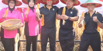 *Manfaatkan Lahan Kosong Polres Trenggalek Gelar Panen Raya Jagung*