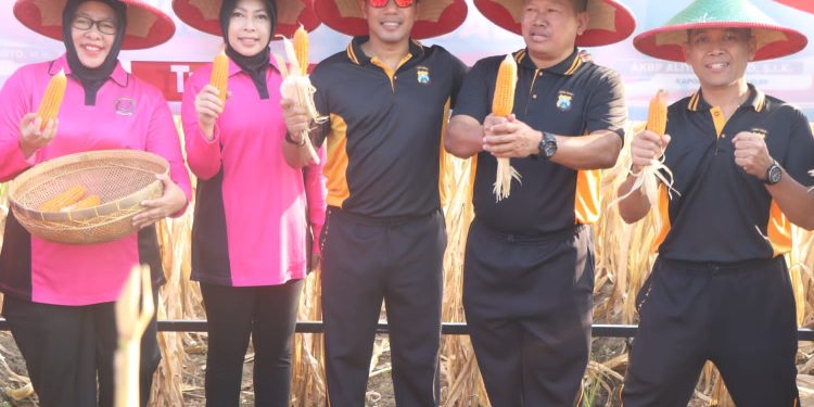 *Manfaatkan Lahan Kosong Polres Trenggalek Gelar Panen Raya Jagung*