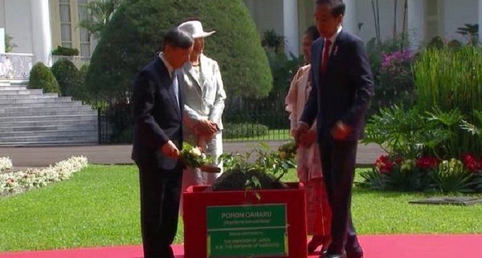 Ditanam Presiden Jokowi dan Kaisar Naruhito, Dewi Fortuna Sudah Buktikan Keberhasilan Budi Daya Gaharu