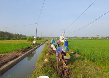 Melalui Dana Desa 2023, Jalan Usaha Tani di Desa Sumberejo Dibangun