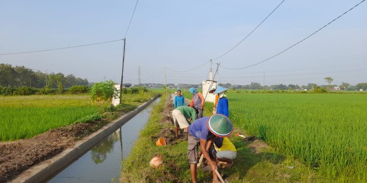 Melalui Dana Desa 2023, Jalan Usaha Tani di Desa Sumberejo Dibangun