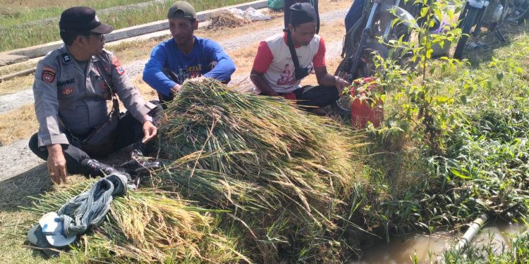 Jaga Ketahanan Pangan di Ngawi, Polsek Jogorogo Patroli Dialogis dengan Petani