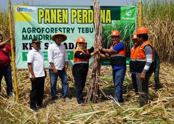 Perhutani Bersama PG Rejo Agung Lakukan Panen Raya Agroforestry Tebu Mandiri di Ngawi