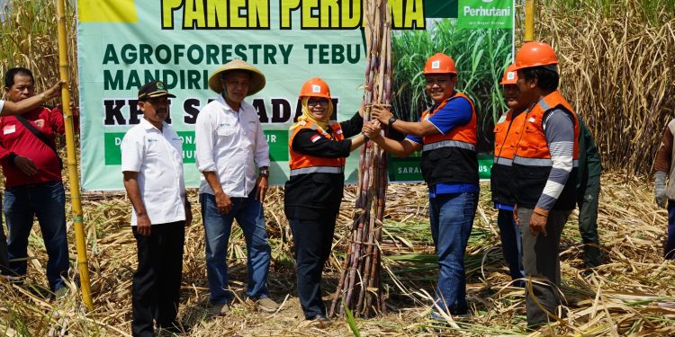 Perhutani Bersama PG Rejo Agung Lakukan Panen Raya Agroforestry Tebu Mandiri di Ngawi