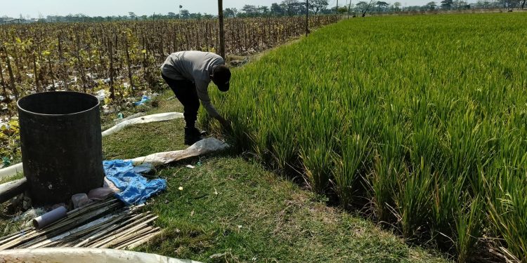 Polres Ngawi Kedepankan Bhatarling, Cek Area Persawahan Mengenai Kekeringan di Paron