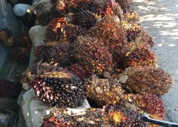 HASIL PANEN  PETANI KELAPA SAWIT DI JENEPONTO DAN  GOWA AKAN DIJUAL KE BONE BONE  PROVINSI SULAWESI BARAT