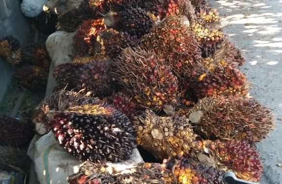 HASIL PANEN PETANI KELAPA SAWIT DI JENEPONTO DAN GOWA AKAN DIJUAL KE BONE BONE PROVINSI SULAWESI BARAT