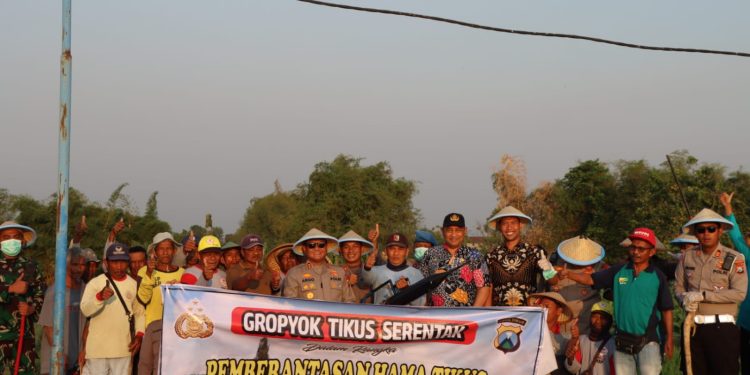Gropyok Tikus Bersama Kapolres Ngawi