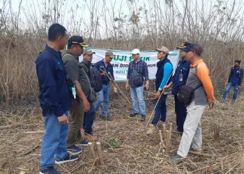 Perhutani Bersama PT KMN Gresik Lakukan Uji Petik Tanaman Biomassa di Saradan