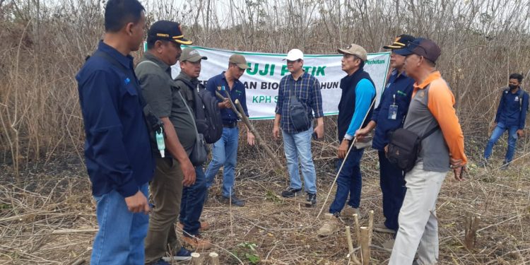 Perhutani Bersama PT KMN Gresik Lakukan Uji Petik Tanaman Biomassa di Saradan