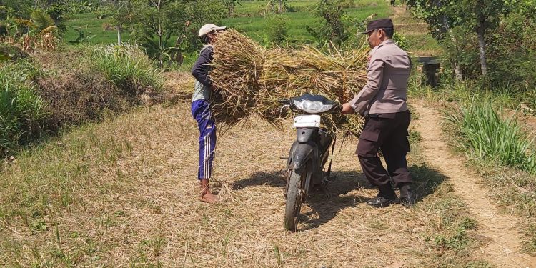 *Polisi Blusukan ke Sawah untuk Patroli Dialogis*