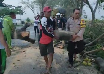 Gercep Polisi Ngawi, Singkirkan Pohon Tumbang, Arus Lalin Kembali Normal