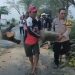Gercep Polisi Ngawi, Singkirkan Pohon Tumbang, Arus Lalin Kembali Normal