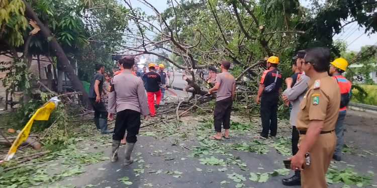 Respon Cepat Polri Evakuasi Pohon Tumbang di Jalan Raya Karangrejo-Barat