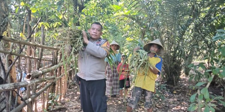 Wujud Peduli, Bhabinkamtibmas Desa Pakkatto Bantu Angkat Rumput Pakan Sapi Milik Warga Binaannya