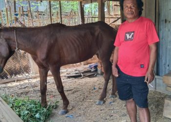 WARGA DESA LENTU  TEMUKAN KUDA CURIAN  DI  SALURAN IRIGASI