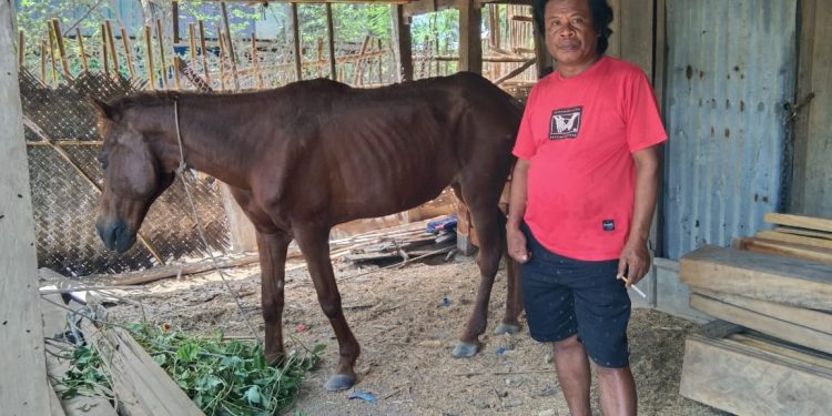 WARGA DESA LENTU  TEMUKAN KUDA CURIAN  DI  SALURAN IRIGASI