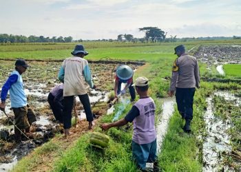 Tingkatkan Ketahanan Pangan, Polisi Wirotani Ngawi Lakukan Gropyok Tikus dan Pasang Banner  Imbauan