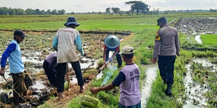 Tingkatkan Ketahanan Pangan, Polisi Wirotani Ngawi Lakukan Gropyok Tikus dan Pasang Banner  Imbauan