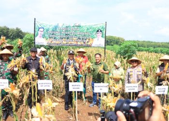 Dukung Peningkatan Hasil Hutan, Forkopimda bersama Perhutani Ngawi Panen Raya