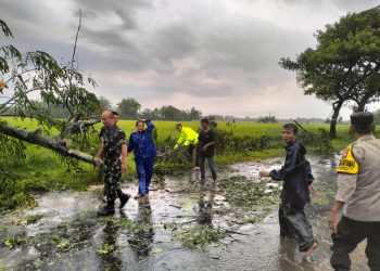 Gerak Cepat Polisi Ngawi dan TNI Bantu Tangani Pohon Tumbang, Jalan Raya Kembali Lancar