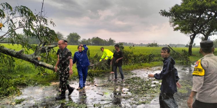 Gerak Cepat Polisi Ngawi dan TNI Bantu Tangani Pohon Tumbang, Jalan Raya Kembali Lancar