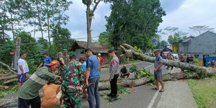 *Kabid Humas Polda Jabar : Pohon Besar Tumbang diterjang Angin, Polisi Bersinergi Dengan TNI, Sigap Lakukan
