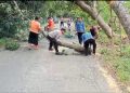 Antisipasi Tumbang, Polisi Ngawi Bantu Tebang Pohon Besar di Jalan Raya Sine