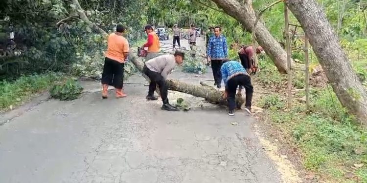 Antisipasi Tumbang, Polisi Ngawi Bantu Tebang Pohon Besar di Jalan Raya Sine