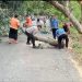 Antisipasi Tumbang, Polisi Ngawi Bantu Tebang Pohon Besar di Jalan Raya Sine