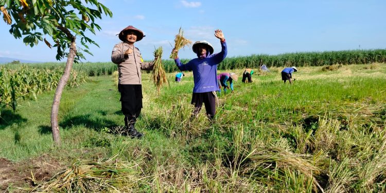 Dukung Ketahanan Pangan, Polisi Kota Kediri Sambangi Petani
