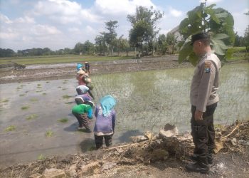Tingkatkan Ketahanan Pangan, Polres Ngawi Giatkan Polisi Wirotani