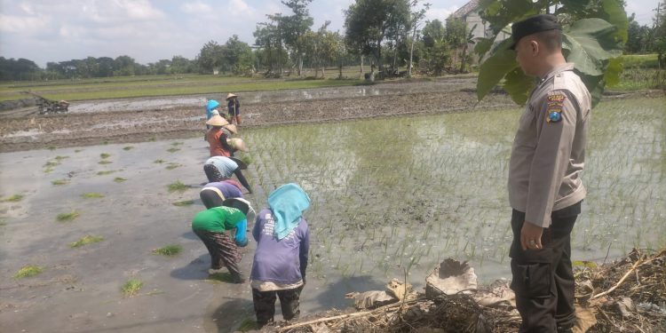 Tingkatkan Ketahanan Pangan, Polres Ngawi Giatkan Polisi Wirotani