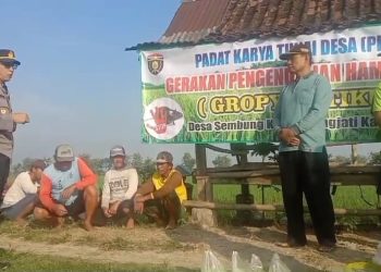 Berantas Hama Tikus di Ngawi, Polsek Karangjati Bersama Warga Lakukan Gropyokan