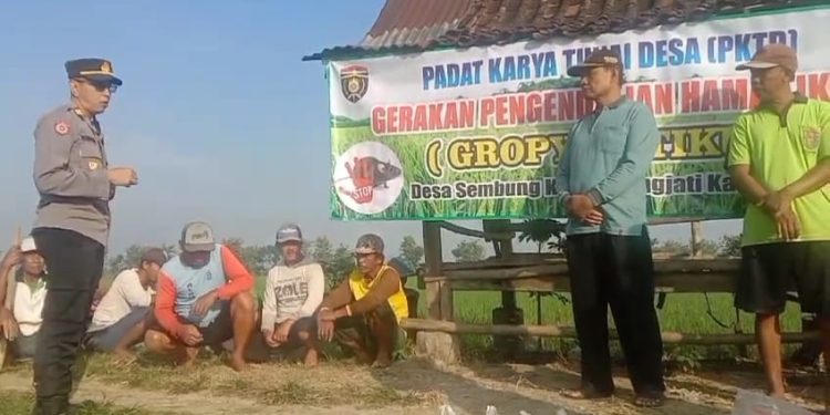Berantas Hama Tikus di Ngawi, Polsek Karangjati Bersama Warga Lakukan Gropyokan