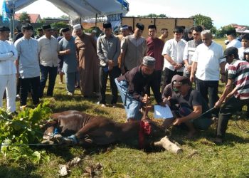 Hari Ini Polres Jeneponto Dan Polsek Jajaran Memotong Sapi Kurban Sebanyak 50 Ekor Sapi