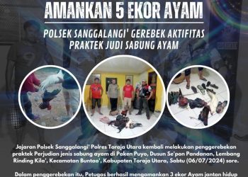Gerebek Praktek Judi Sabung Ayam, Polsek Sanggalangi’ Amankan 5 Ekor Ayam di Rinding Kila’